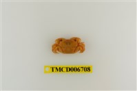 藏品(平背蜞)的圖片